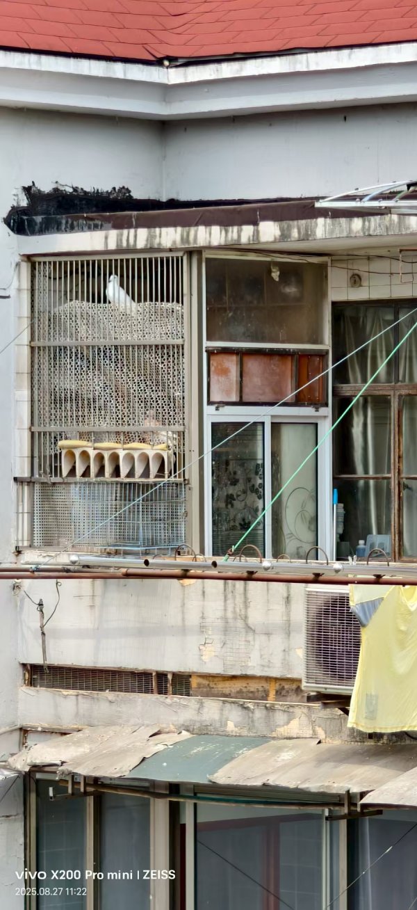牛豆网 苦不堪言！沪上居民楼，20多年遭鸽患极度困扰！“持证养鸽”岂是扰民挡箭牌